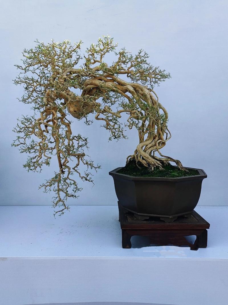 鲜花批发：趋势解读与市场洞察