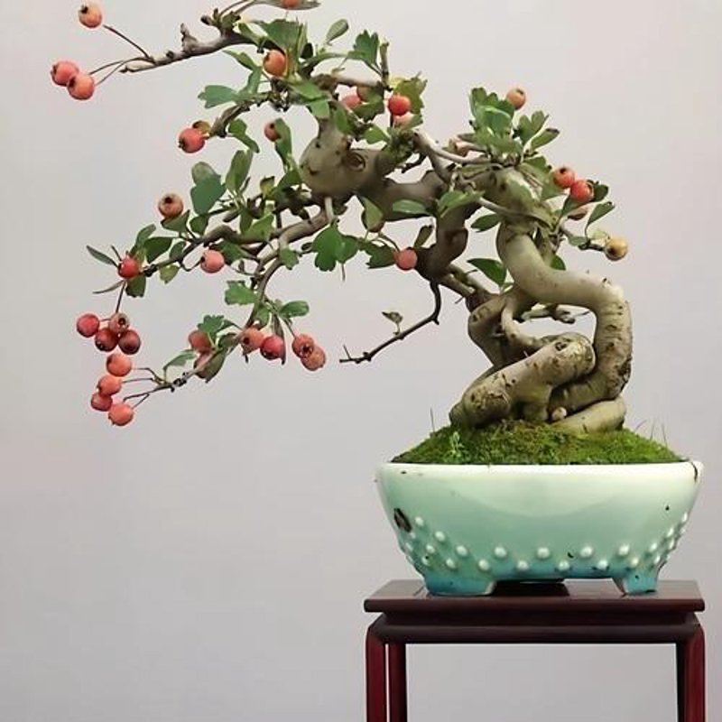 福建花卉产业：生机盎然的生态画卷