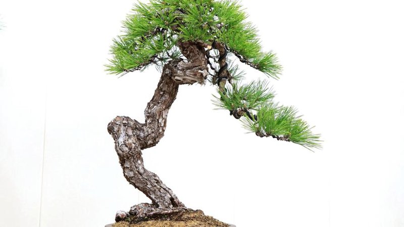 漳州花卉批发