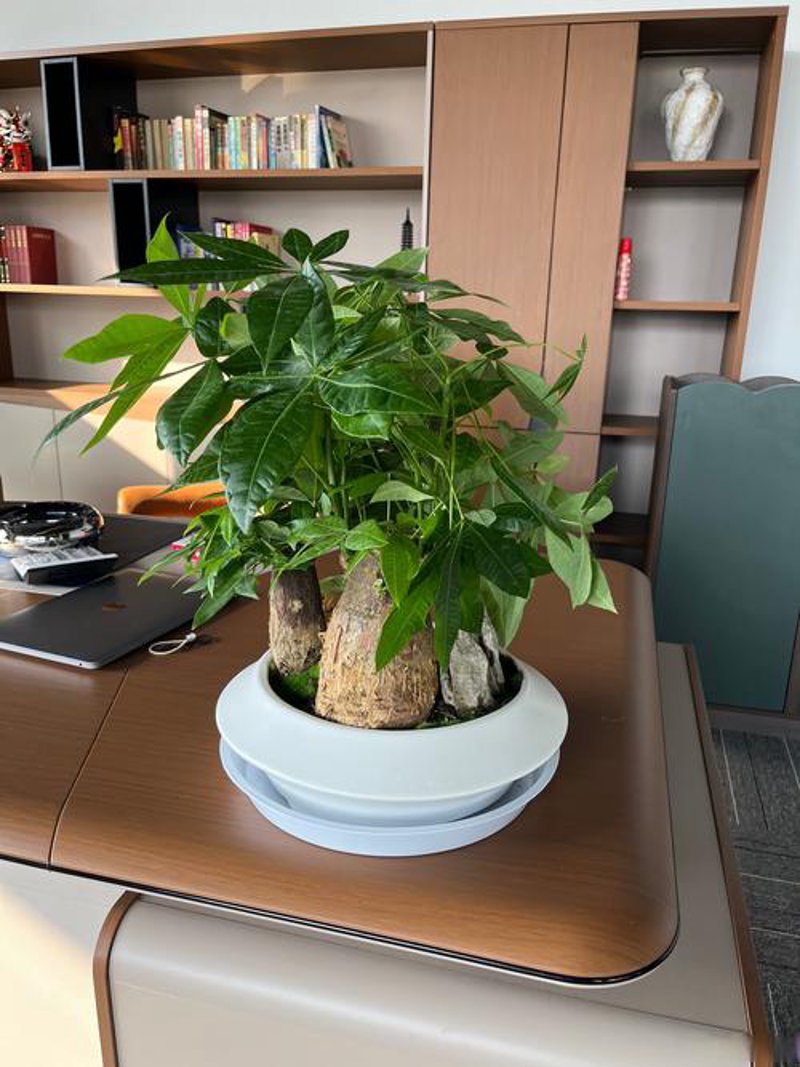 花卉产业在漳州：繁花似锦的贸易之旅
